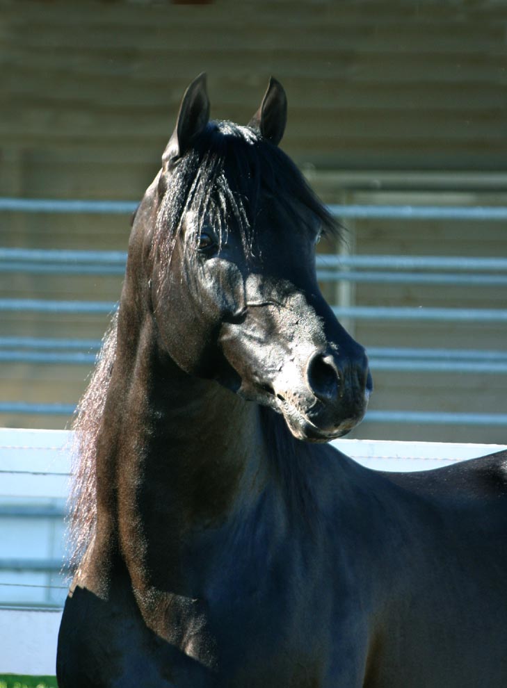 Black Arabian Stallion, pfc Trevallon