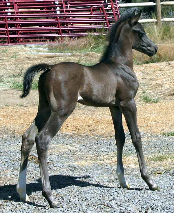 Black colt by Trevallon