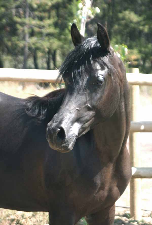 Black Arabian colt by Trevallon