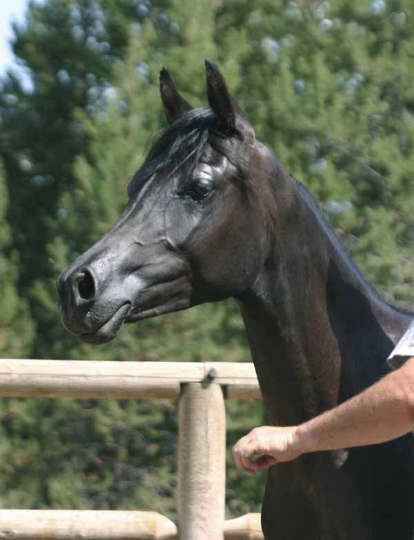 Black Arabian colt by Trevallon
