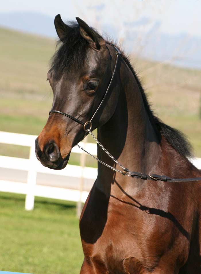 Bay filly by the black Arabian stallion pfc Trevallon