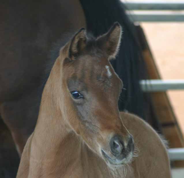 Birch Park Black Arabians filly