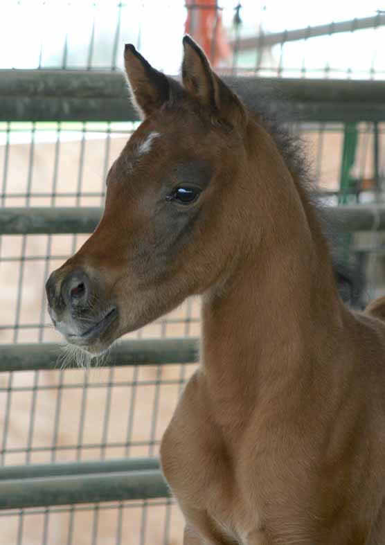 Birch Park Black Arabian filly