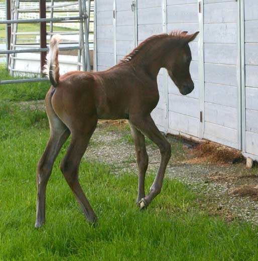 Versace colt