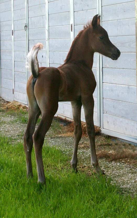 Versace colt