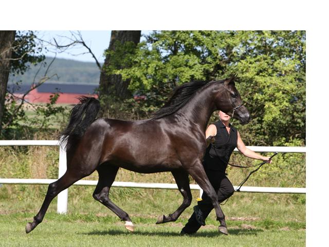 Black Arabian colt by pfc Trevallon