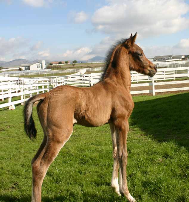 Birch Park Black Arabian filly