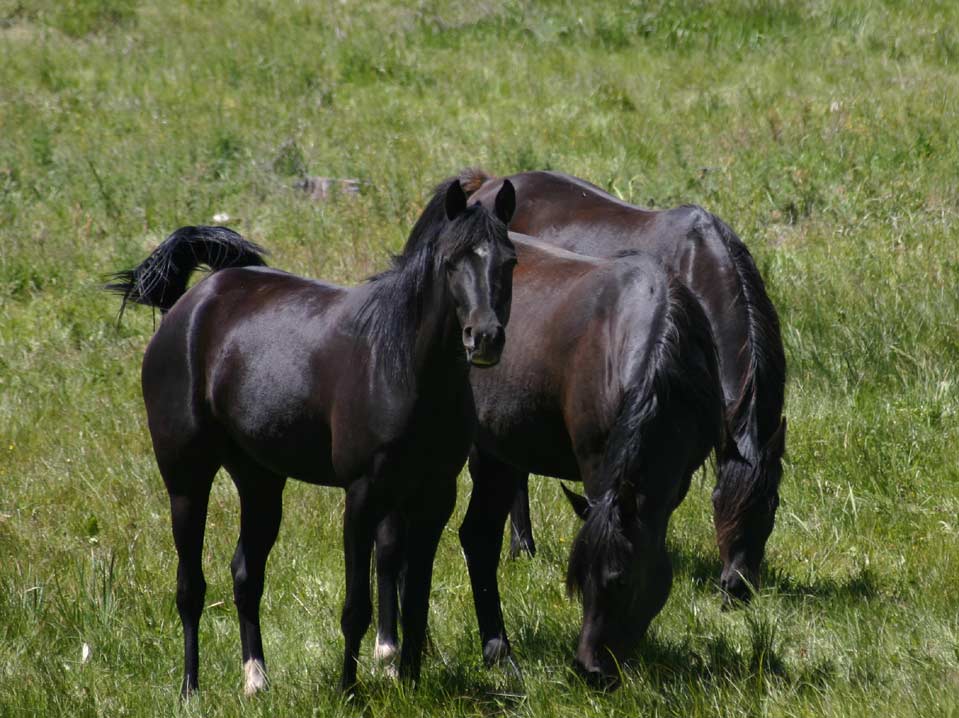 Mares of Birch Park Black Arabians