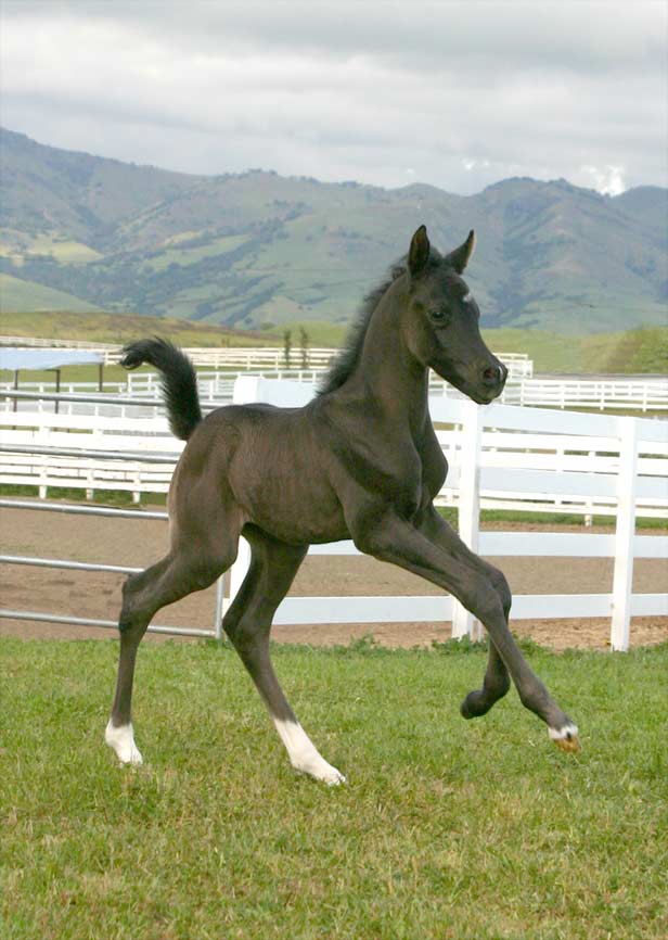 Black Arabian colt by Trevallon