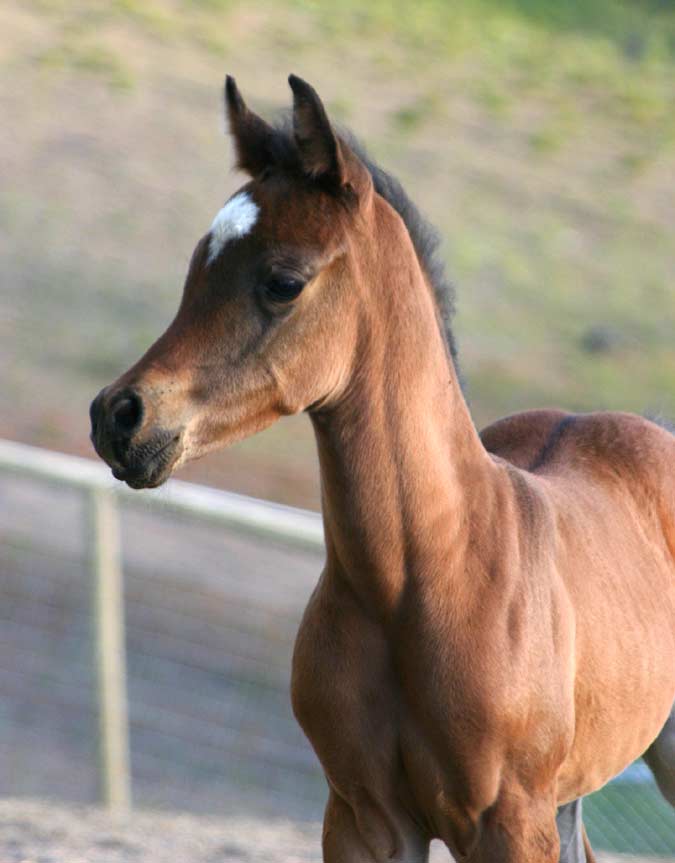 Bay Arabian filly by pfc Trevallon