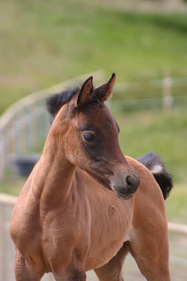 Grey Arabian filly by pfc Trevallon