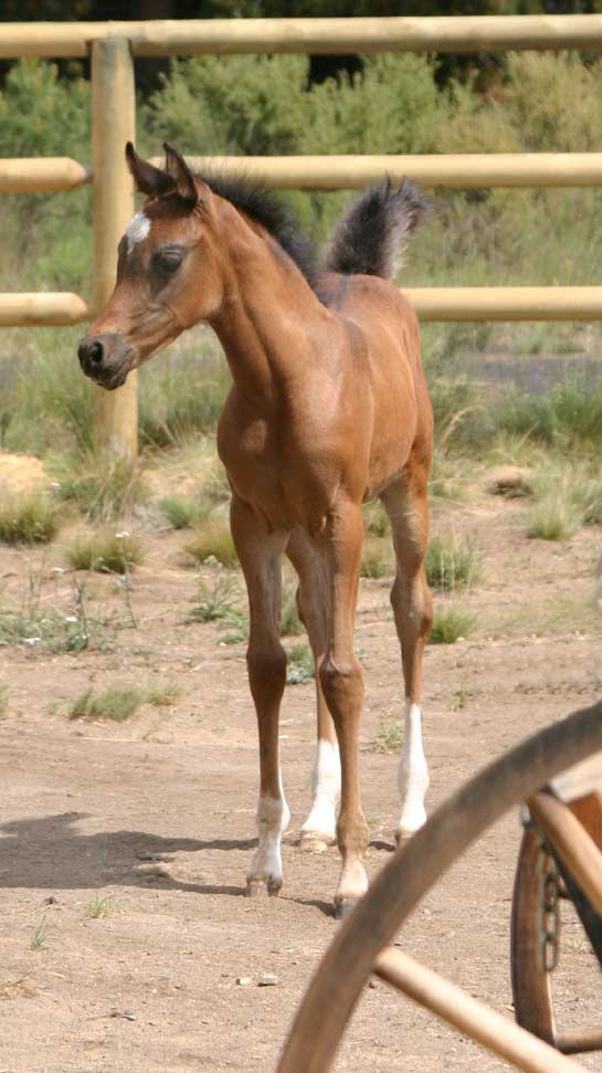 bay Arabian filly by pfc Trevallon