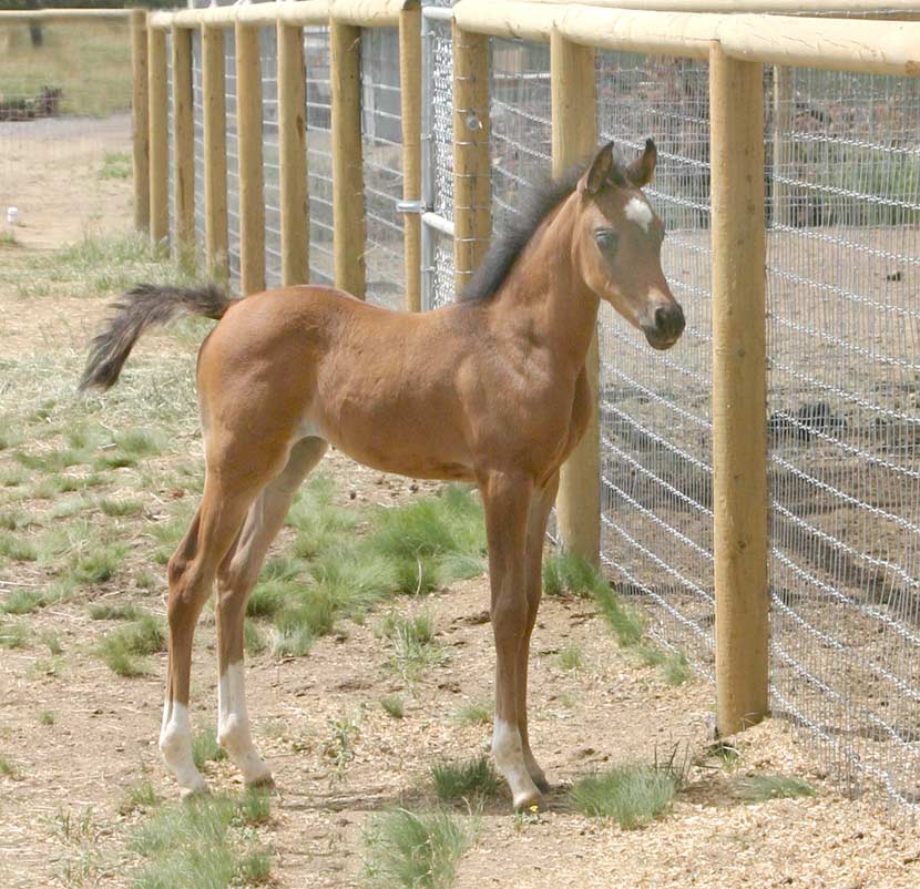 bay Arabian filly by pfc Trevallon