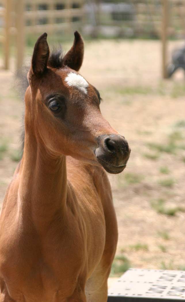 bay Arabian filly by pfc Trevallon