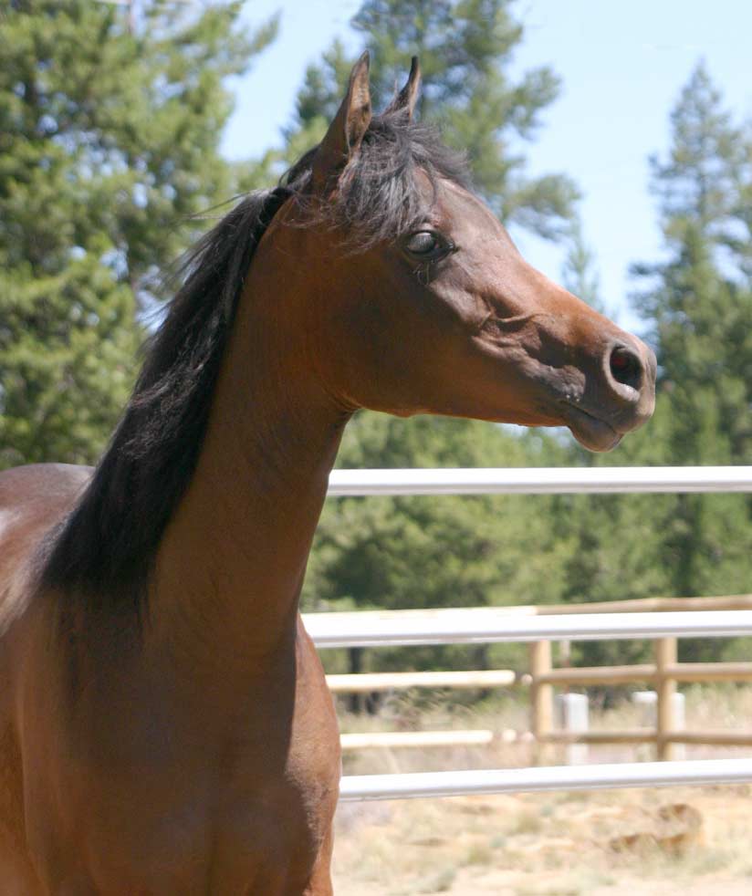 Bay Arabian Filly by the black Arabian stallion, Trevallon