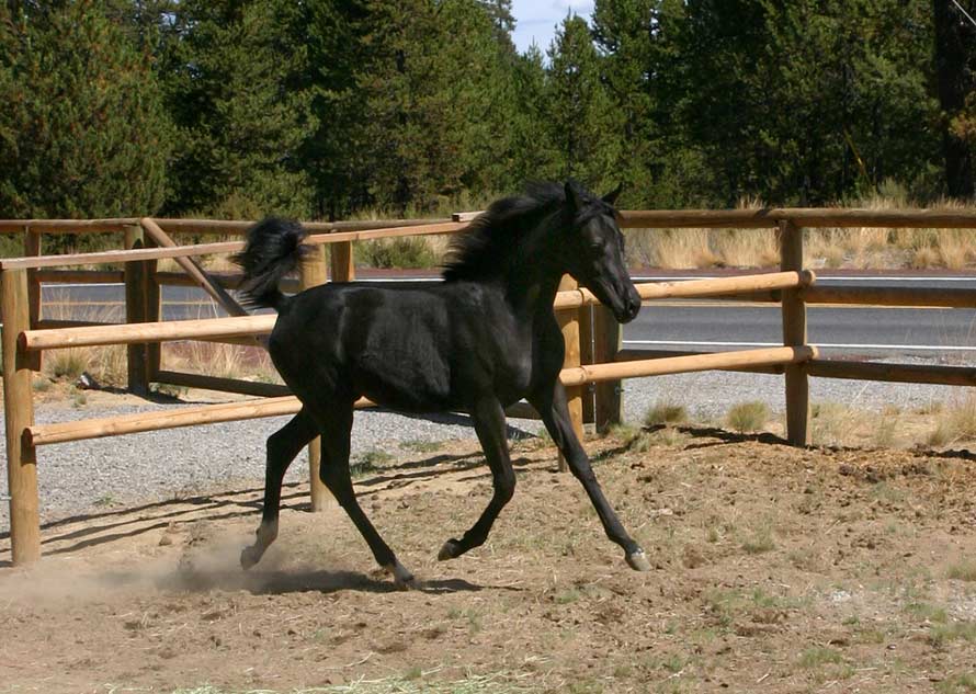 Black Arabian Filly by pfc Trevallon