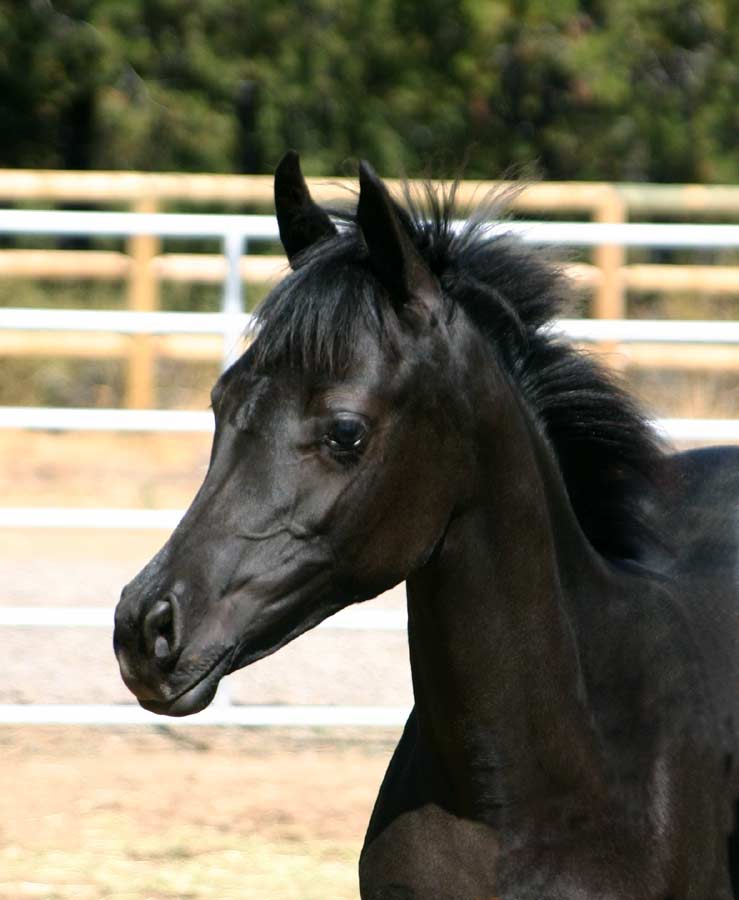 Black Arabian Filly by pfc Trevallon