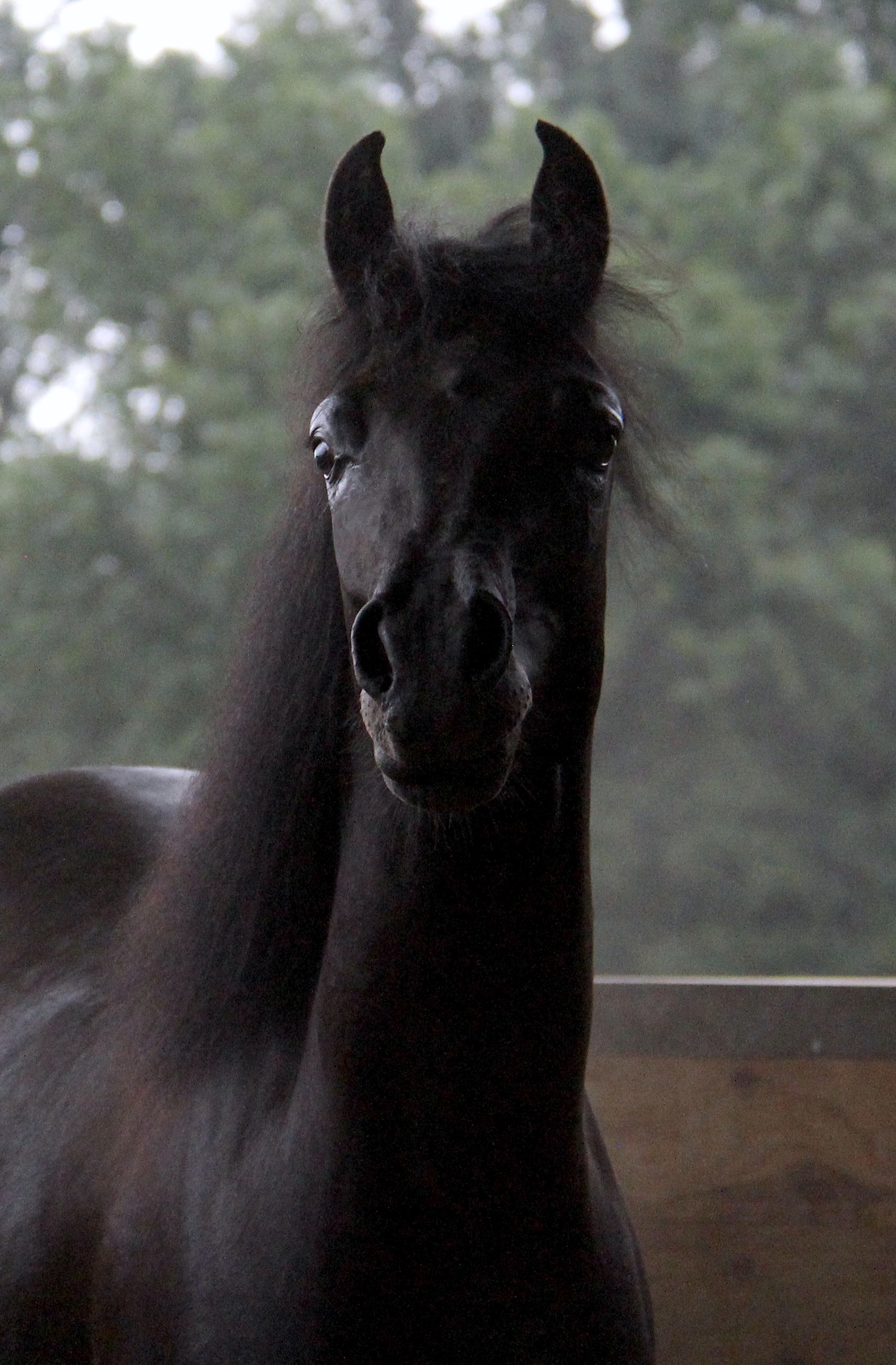 Homozygous black colt by HF Creed