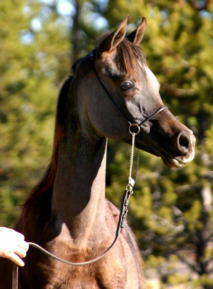 Versace colt