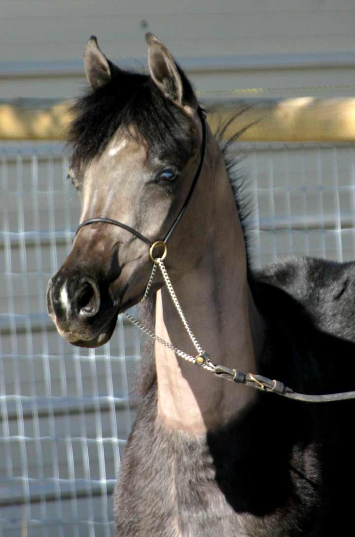 Black Colt by Trevallon