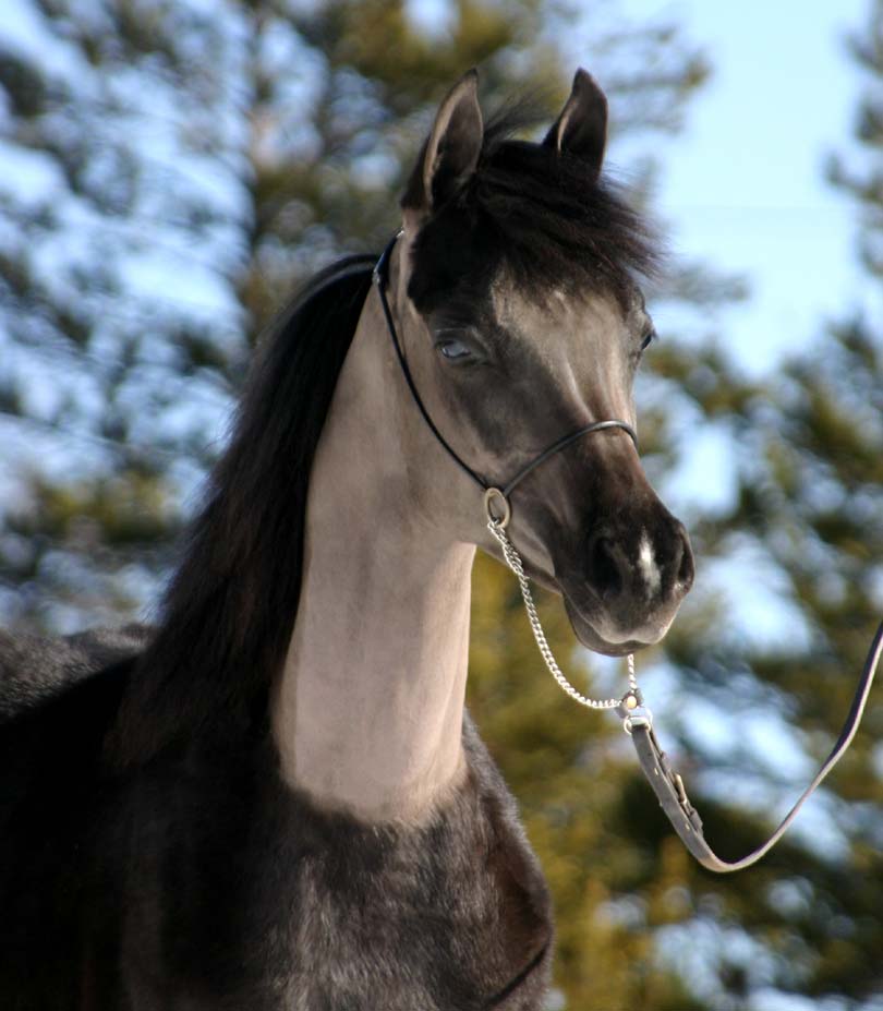 Black colt by Trevallon