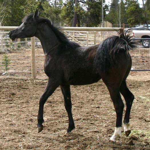 Black Colt by Trevallon