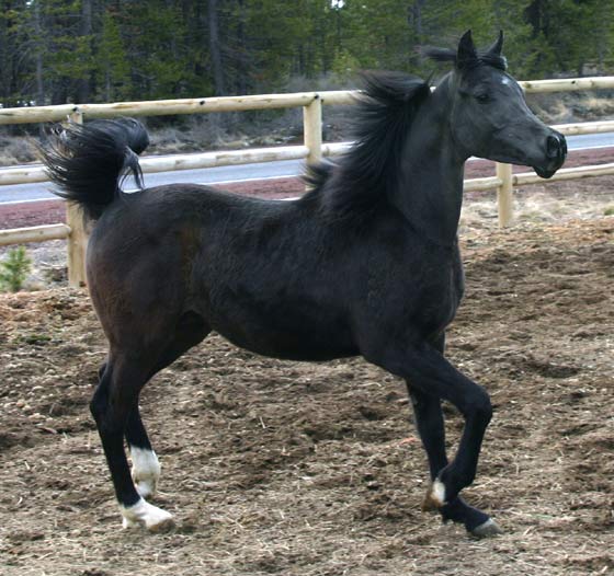 Black Colt by Trevallon