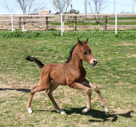 Bay colt by Trevallon