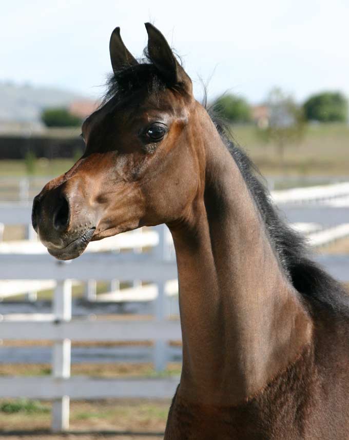 Bay filly by pfc Trevallon