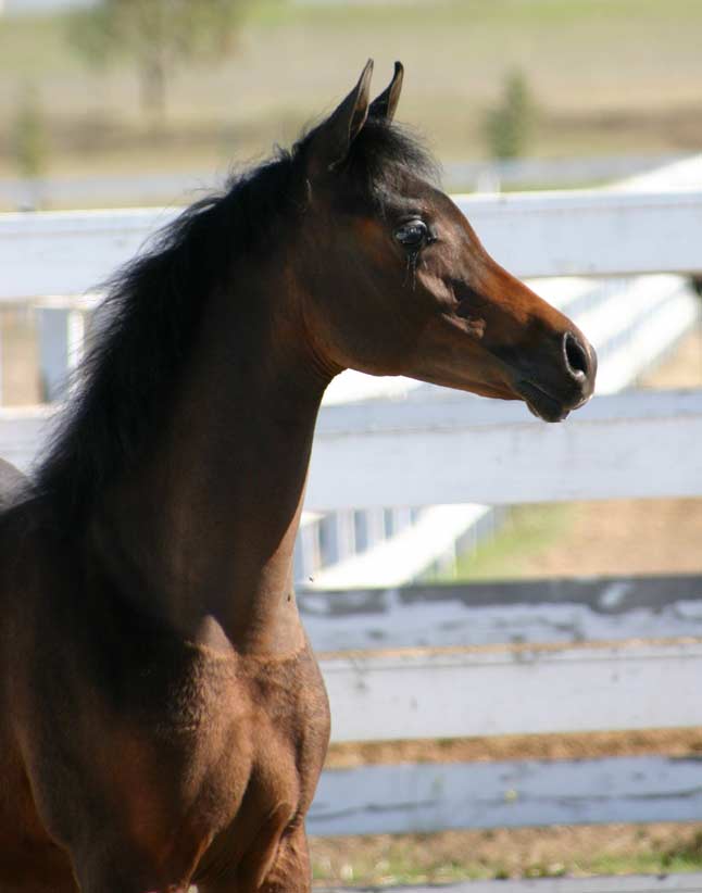 Bay Arabian Filly by pfc Trevallon