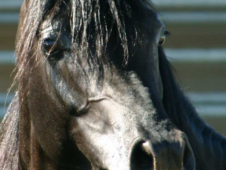 Black Arabian Stallion, pfc Trevallon