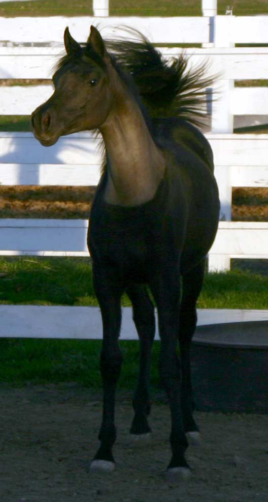 Black Arabian Filly by pfc Trevallon