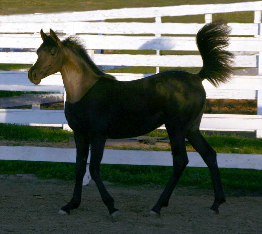 Black Arabian Filly by pfc Trevallon