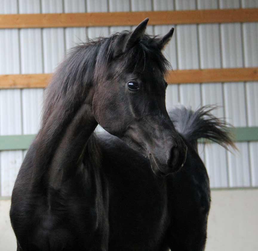 Black filly by Bellagio RCA