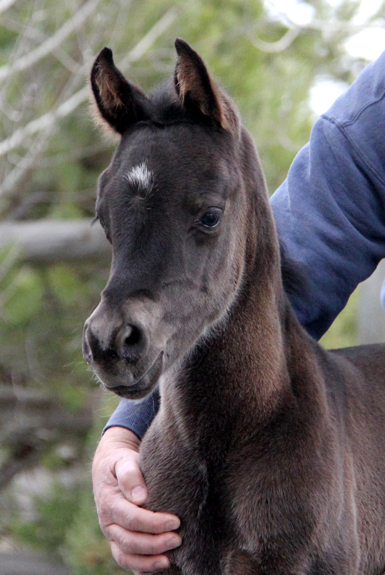 black colt by ROL Intencyty 2015