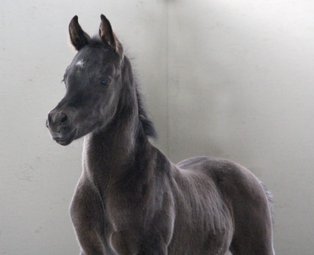 Black Colt by
              ROL Intencyty 2015