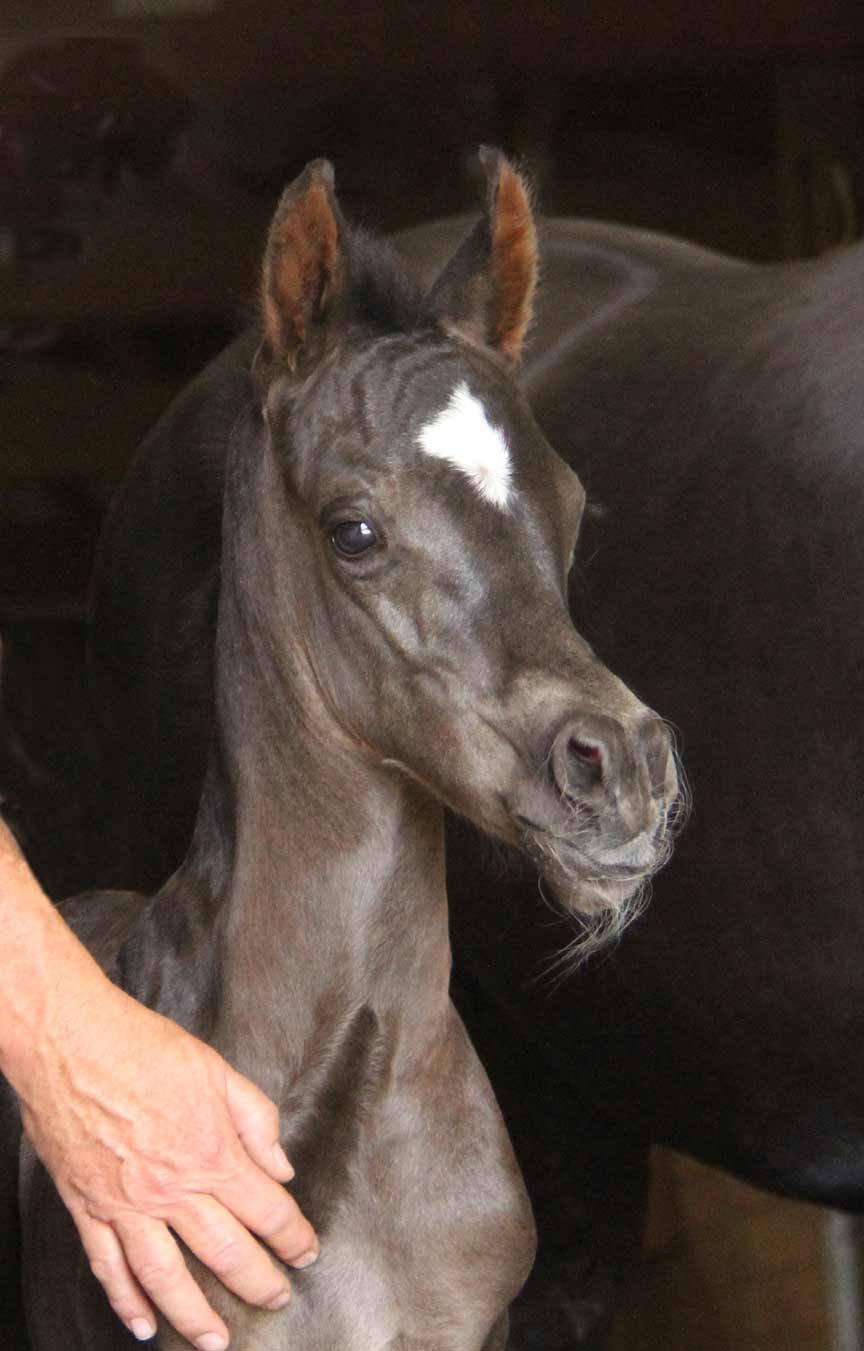 Homozygous black colt by HF Creed