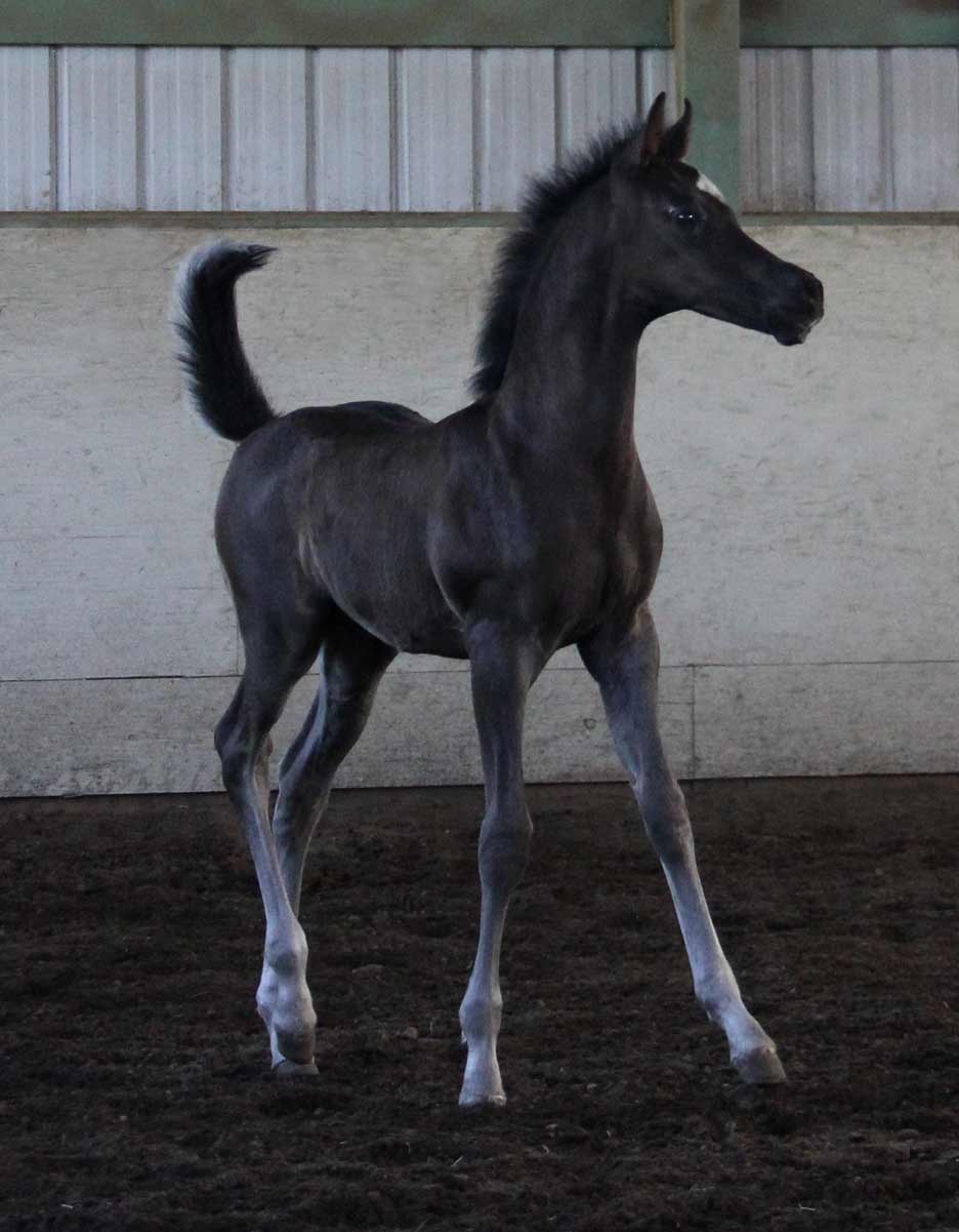 Homoxygous black colt by HF Creed