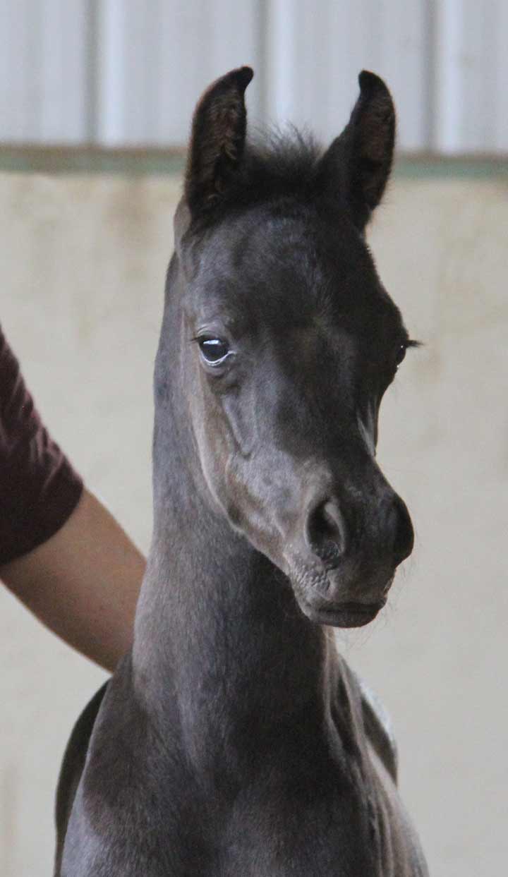Black colt by HF Creed