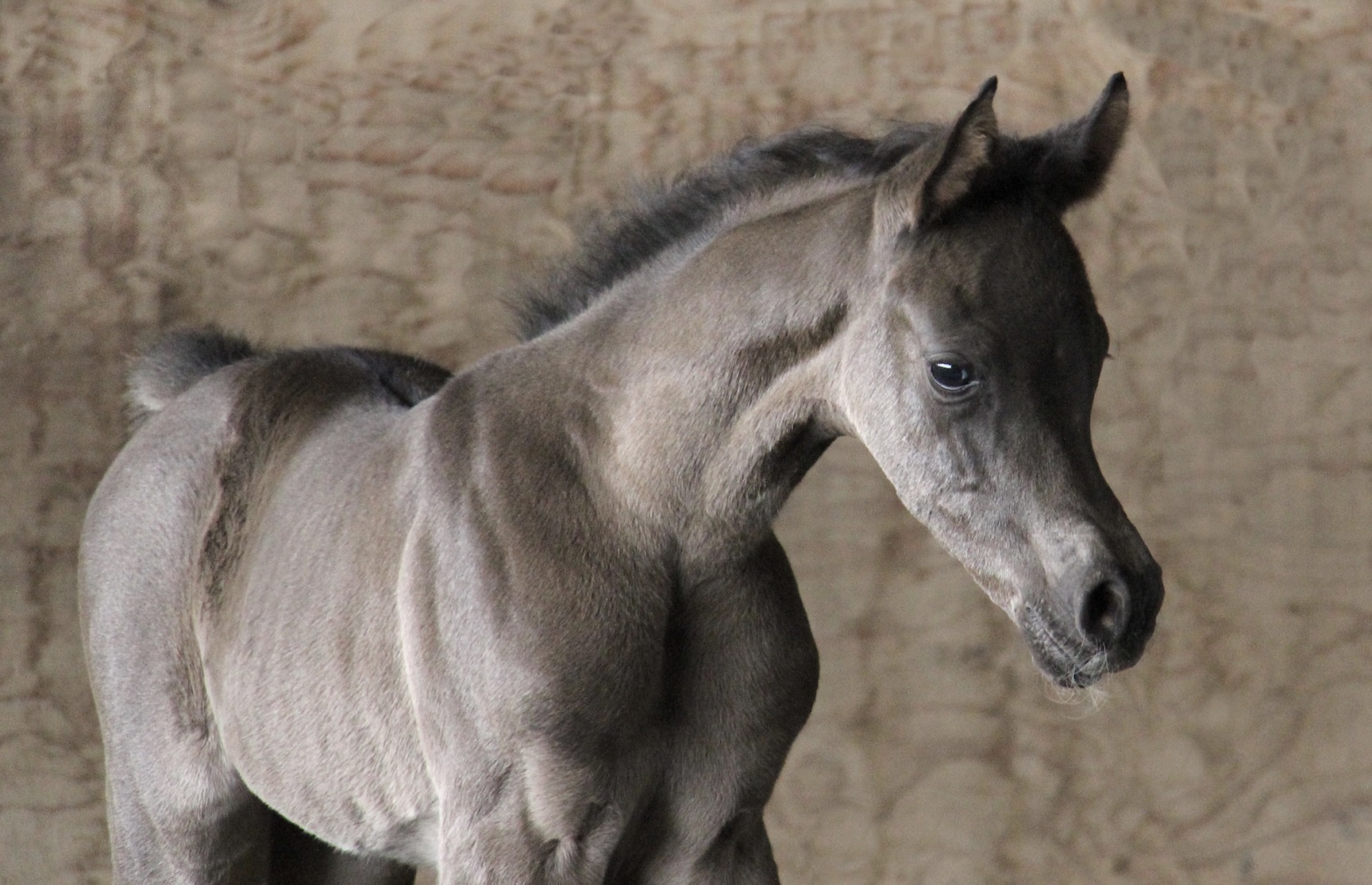 Black filly by Om El Maximus