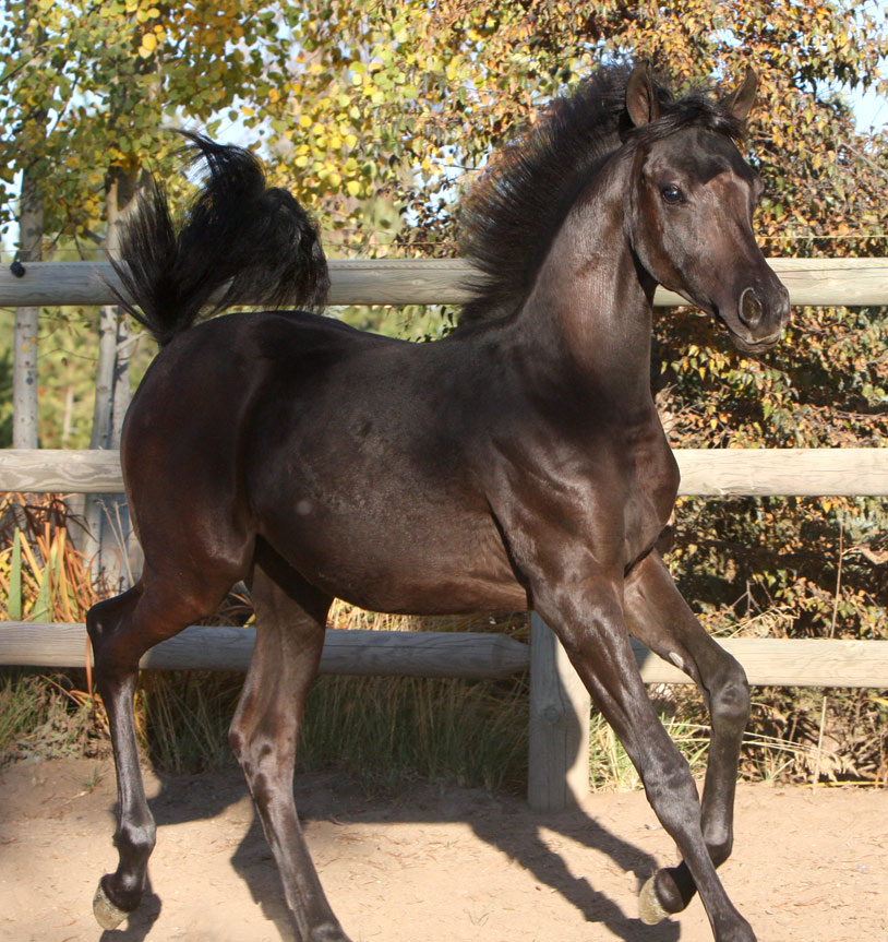 Solid black filly by Triton BP