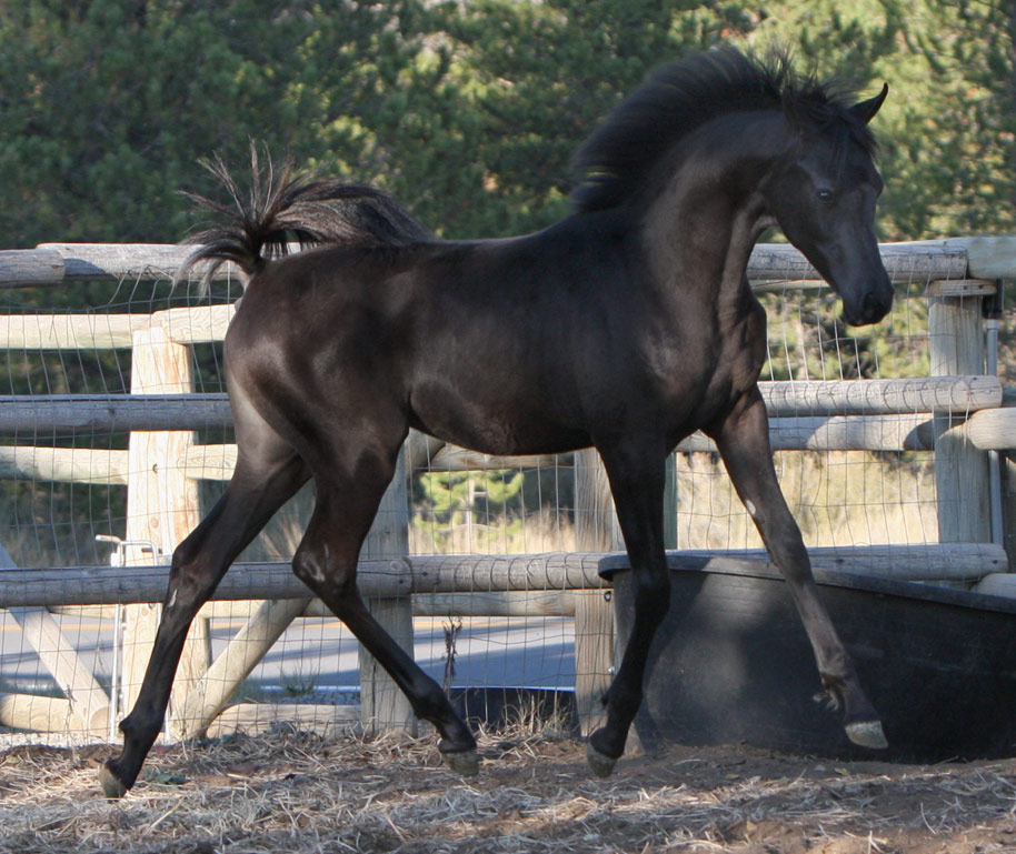 Solid black filly by Triton BP