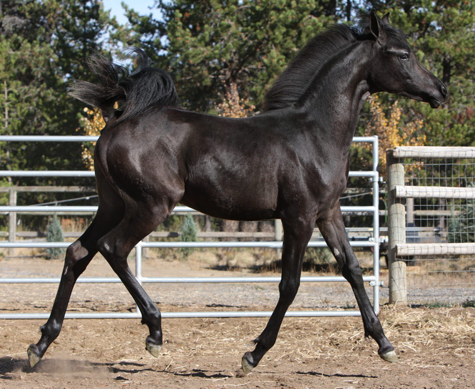 Homozygous solid black Arabian filly by Triton BP