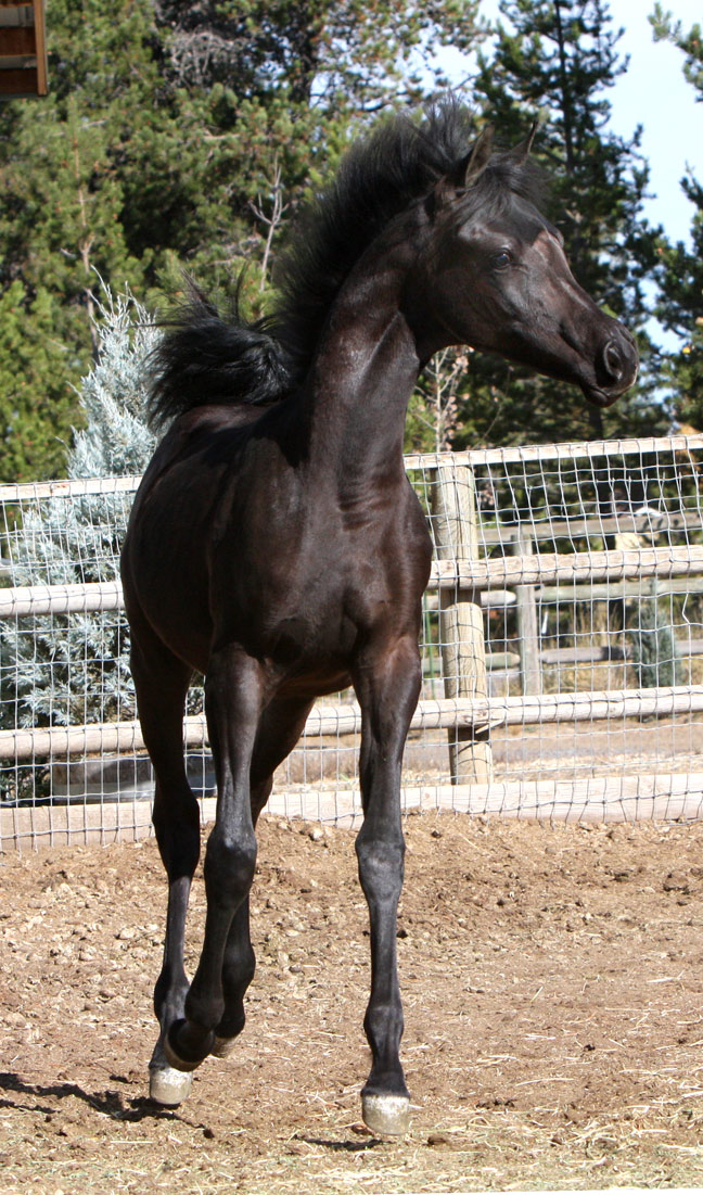 Homozygous solid black Arabian filly by Triton BP