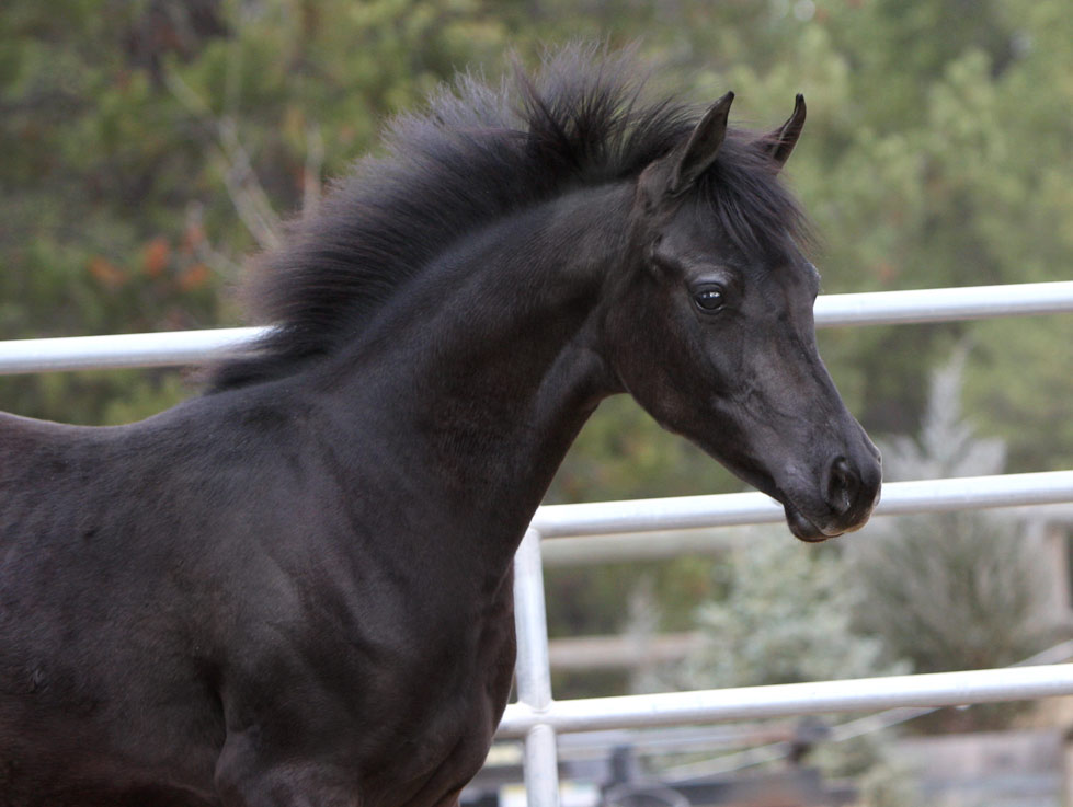 Homozygous solid black Arabian filly by Triton BP