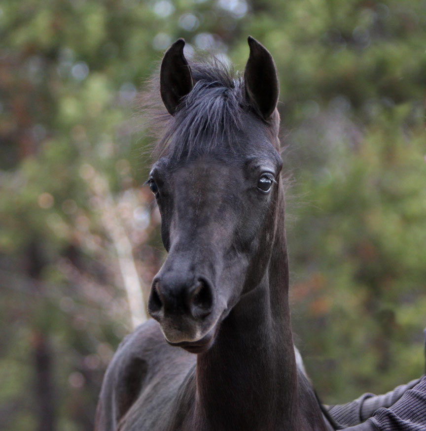 Homozygous solid black Arabian filly by Triton BP