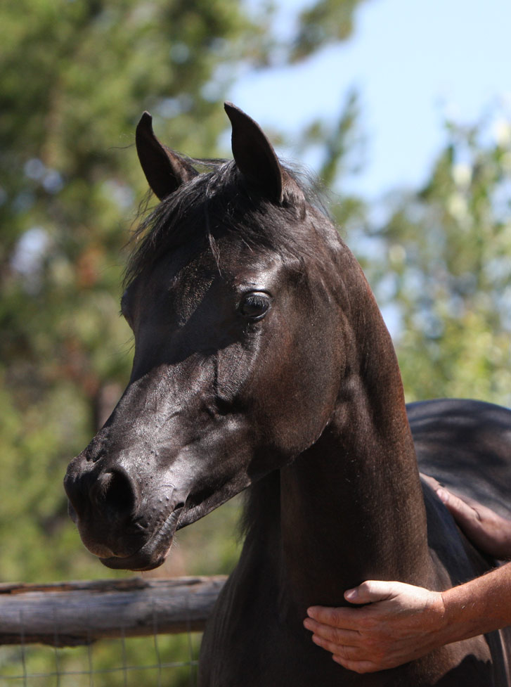 Homozygous solid black Arabian filly by Triton BP