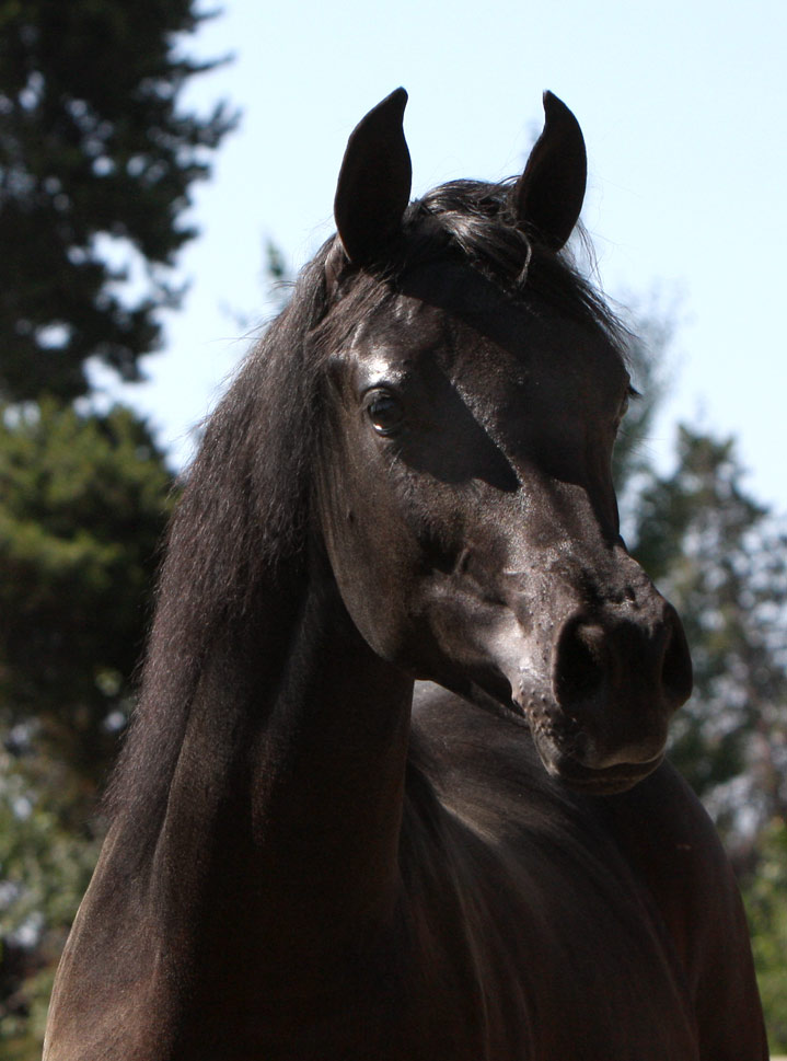 Homozygous solid black Arabian filly by Triton BP