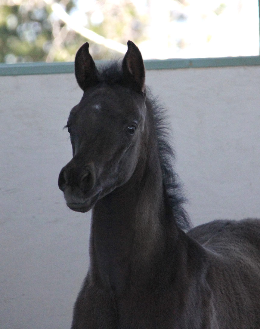 Black colt by ROL Intencyty