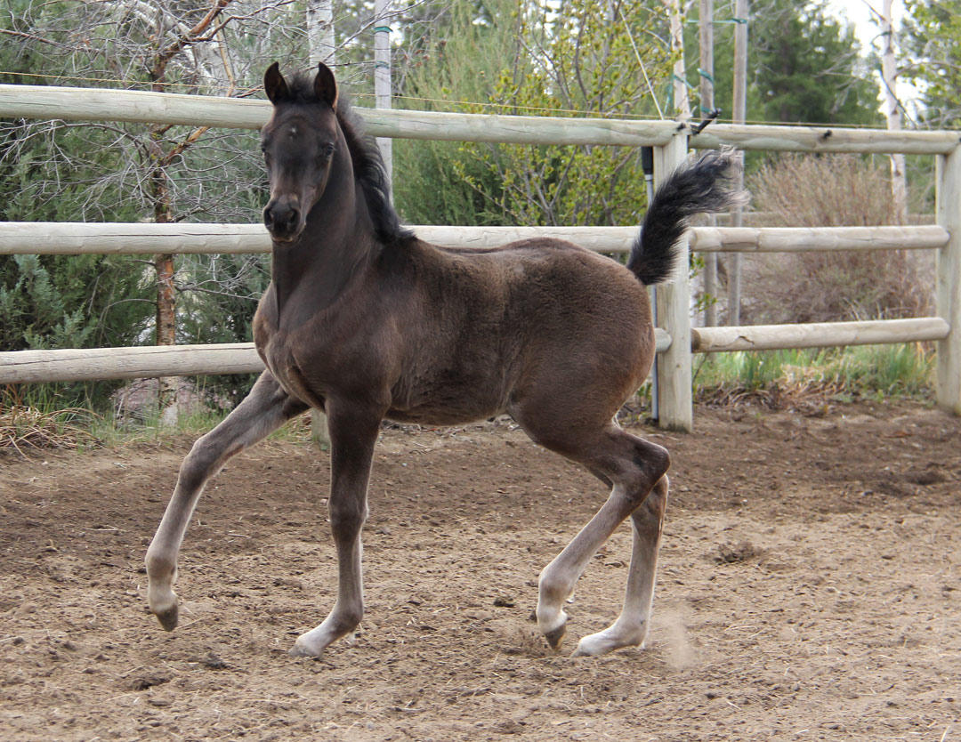 Black
                      colt by ROL Intencyty